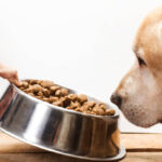 Can Dogs Eat Shrimp? A Comprehensive Guide for Pet Owners 2024