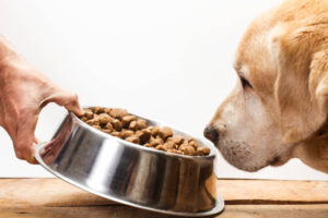 Read more about the article Can Dogs Eat Shrimp? A Comprehensive Guide for Pet Owners 2024