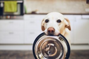 Read more about the article Can Dogs Eat Gingerbread?  Guide for Pet Owners 2024