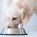 Are Blueberries Safe for Dogs? Can Dogs Eat Them 2024 ?