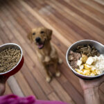 Can Dogs Eat Poppy Seeds? What Every Dog Owner Should Know 2024