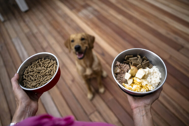 Can Dogs Eat Poppy Seeds