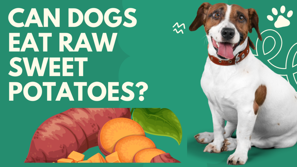 Can Dogs Eat Raw Sweet Potatoes?