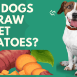 Can Dogs Eat Raw Sweet Potatoes? 2024