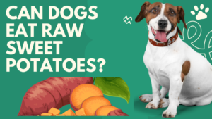 Read more about the article Can Dogs Eat Raw Sweet Potatoes? 2024