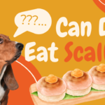 Can Dogs Eat Scallops? Exploring the Risks and Benefits 2024