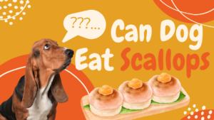 Read more about the article Can Dogs Eat Scallops? Exploring the Risks and Benefits 2024