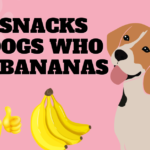 Best Snacks for Dogs Who Love Bananas 2024