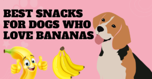 Read more about the article Best Snacks for Dogs Who Love Bananas 2024