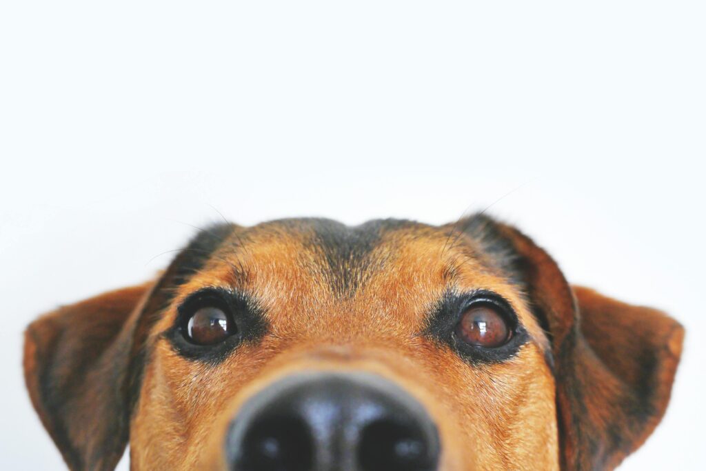 Can Dogs Eat Gingerbread?