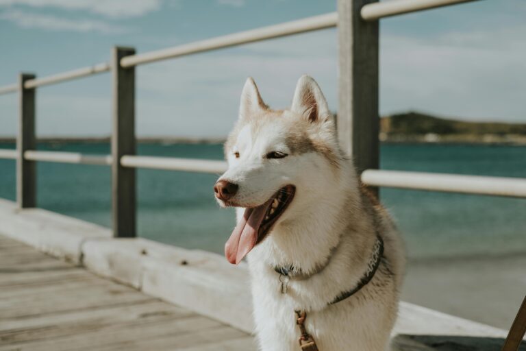 Can Dogs Eat Cheerios? What Every Dog Owner Should Know